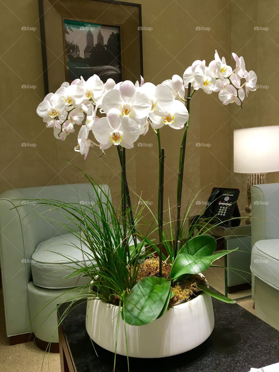 Orchids and Living Room
