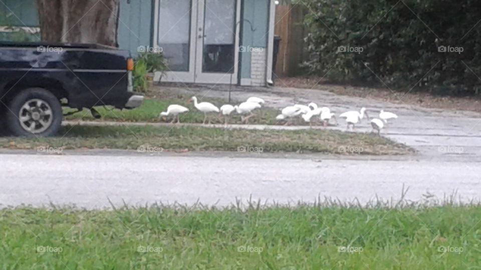Flock of Birds
These were in my neighbors yard!