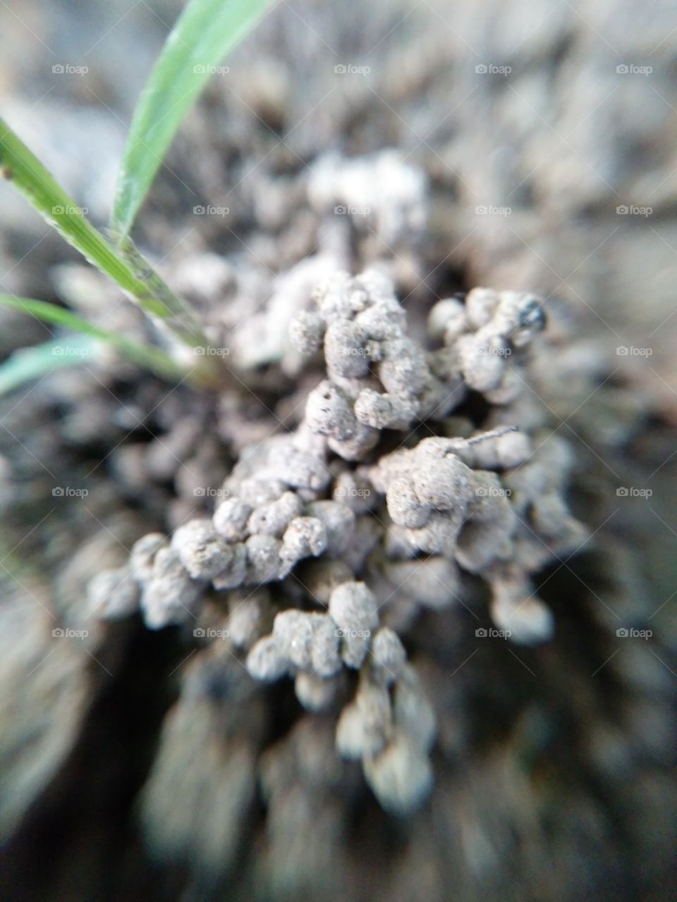 gray soil grwos up plants .