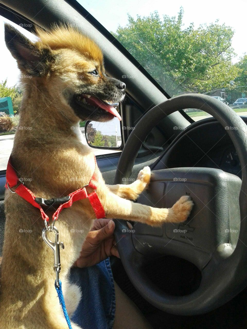 Driving Pomeranian