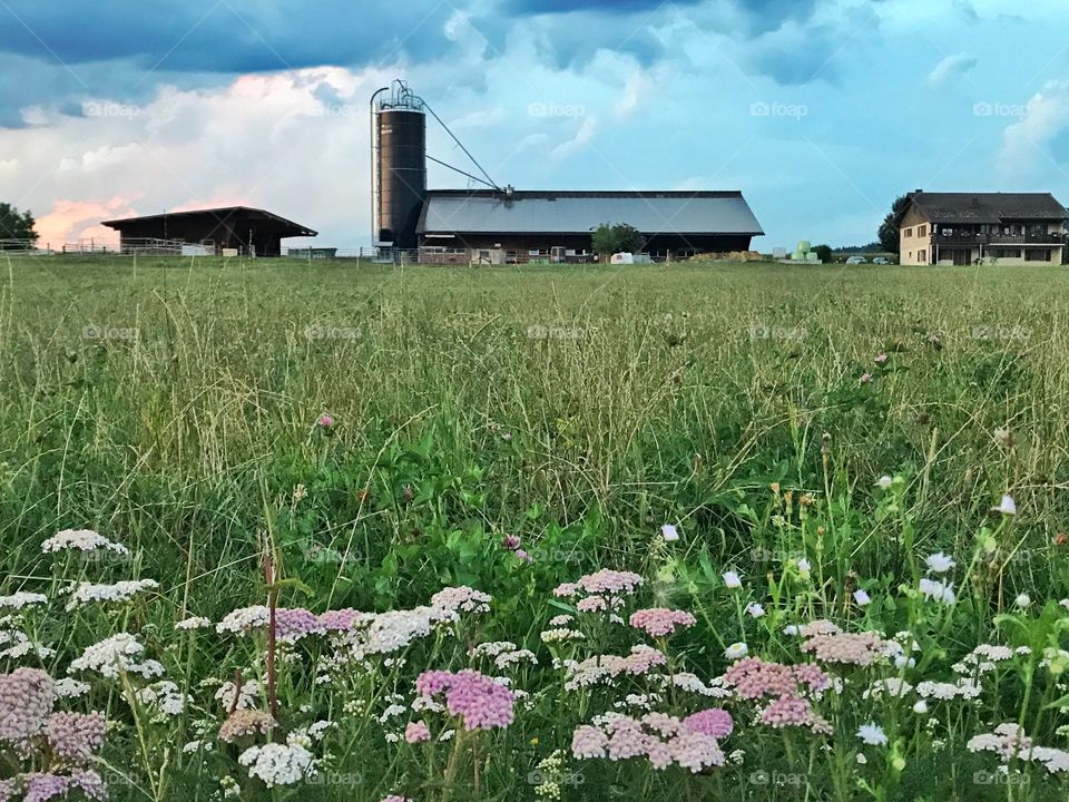 Farm house with wild flowers