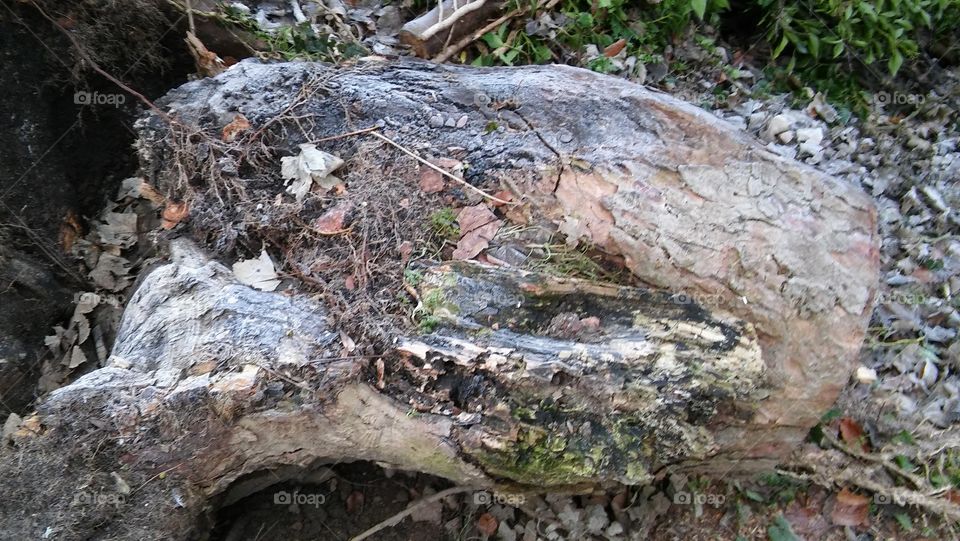 Frozen Tree Stump