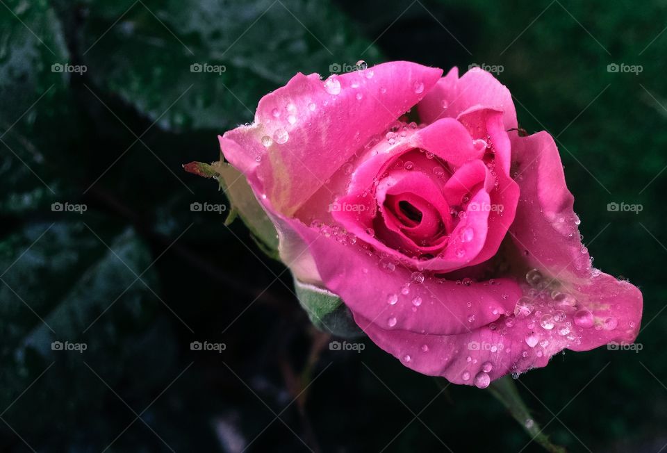 Beautiful roses