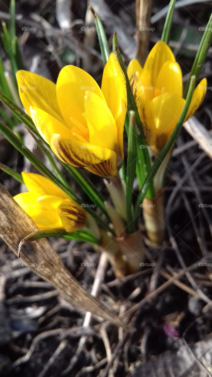 yellow crocuses - spring flowers