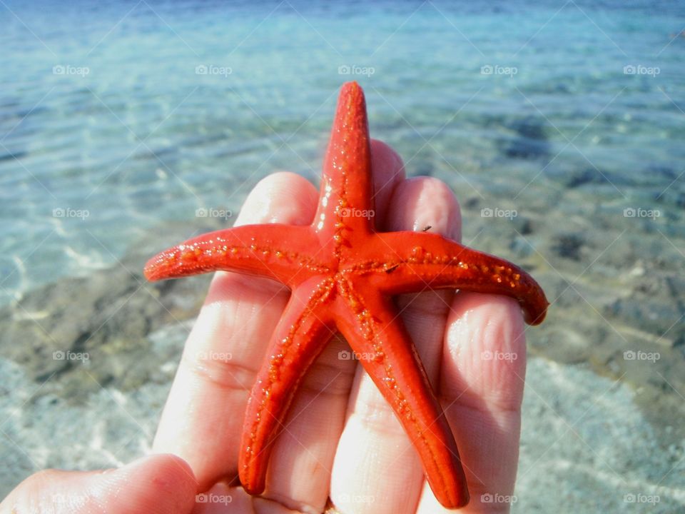 orange color story starfish in front of sea