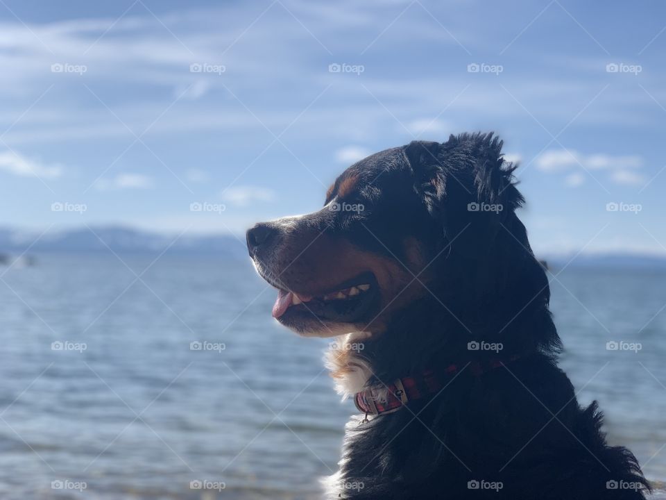 Sirius, our Bernese Mountain Dog.