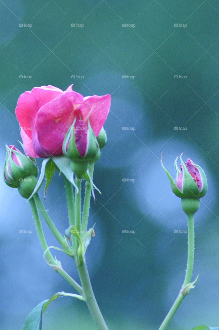 Rose - bud