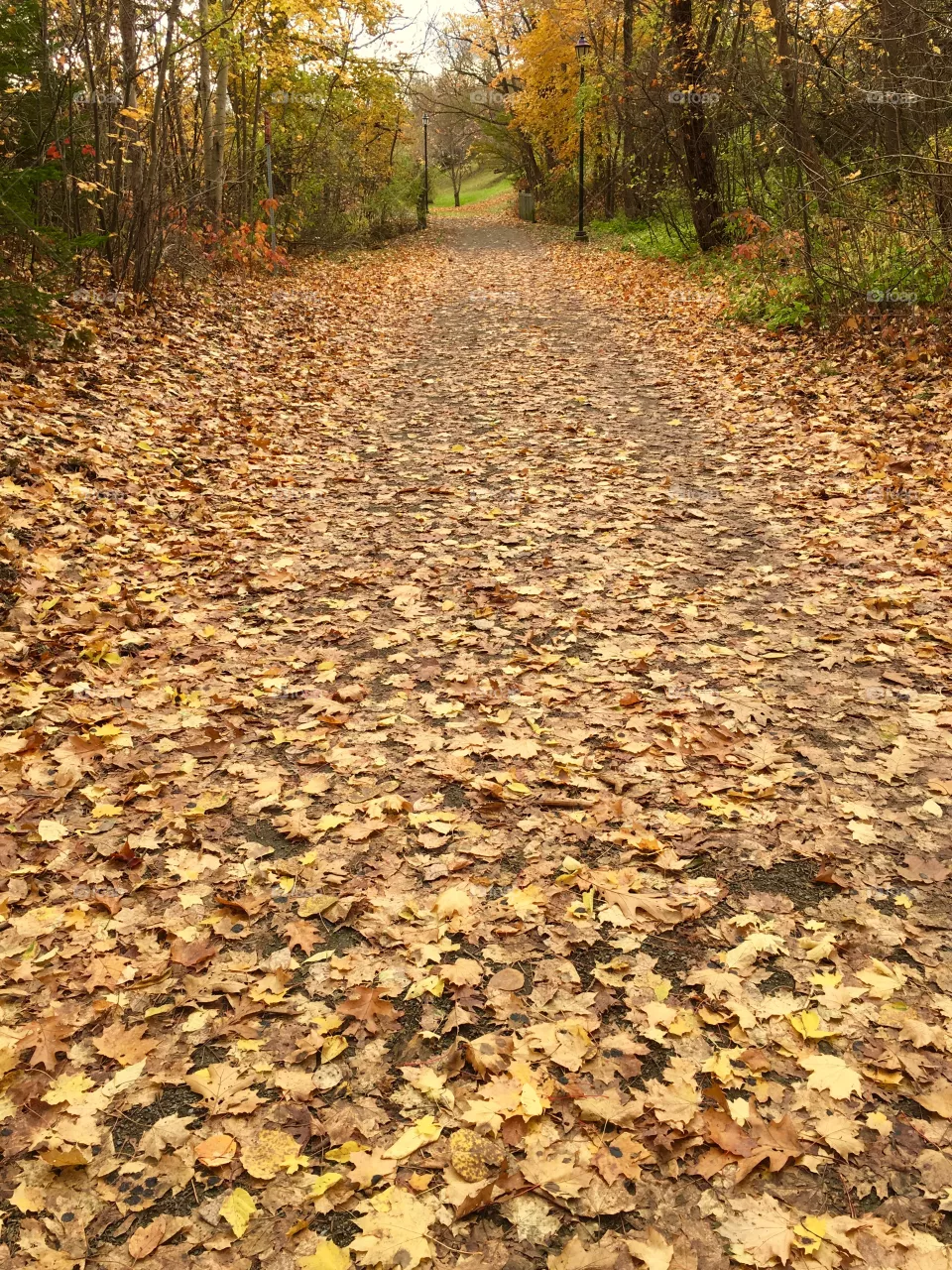 Leafy road