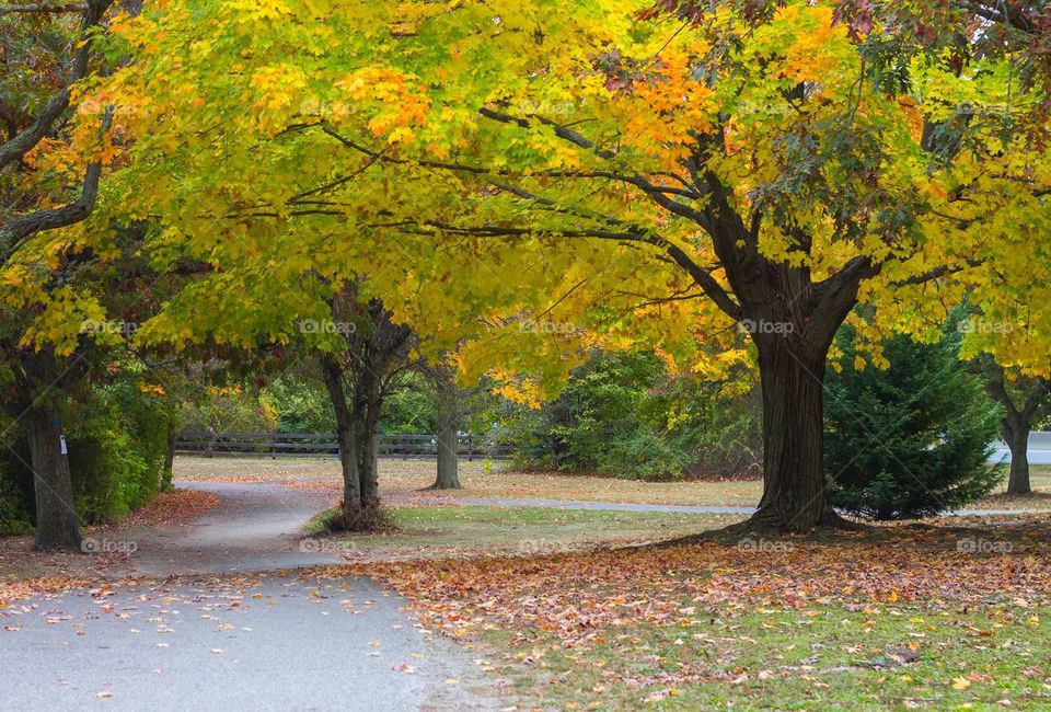 Autumn Trees