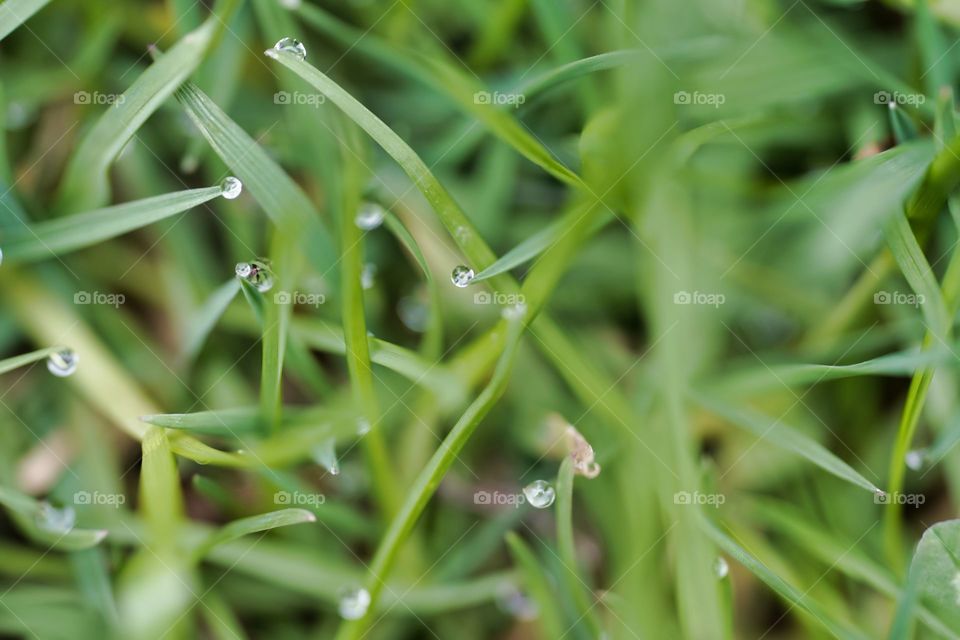 Grass, Leaf, Flora, Dew, Nature