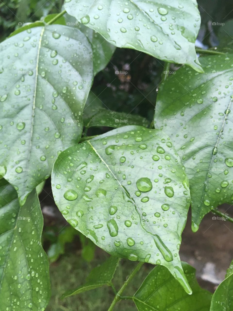 Rain ☔️ drops 💦 on leaves 🍃 