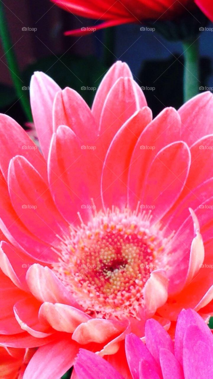 Beautiful Gerbera