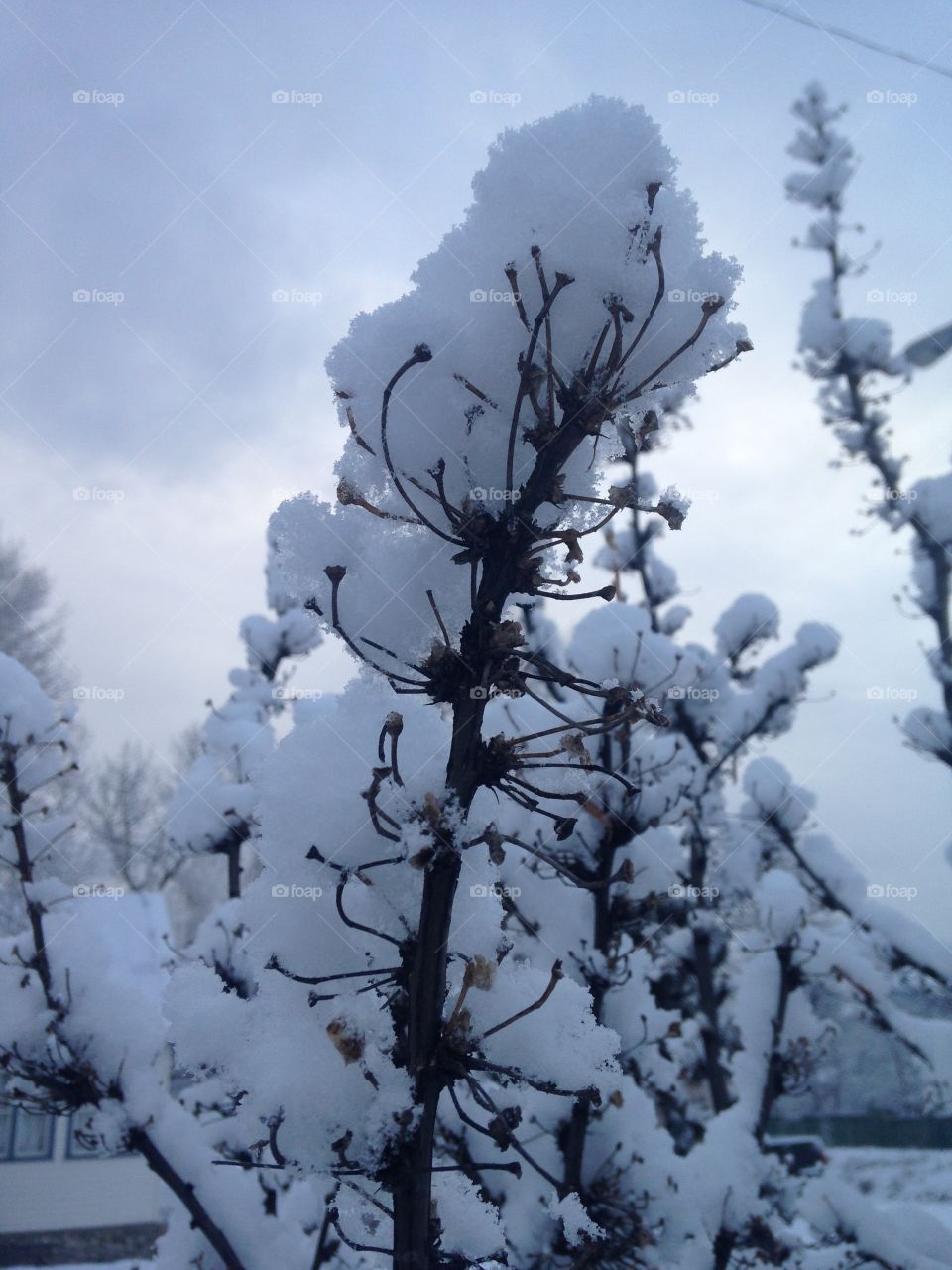 Close-up of snow on twig