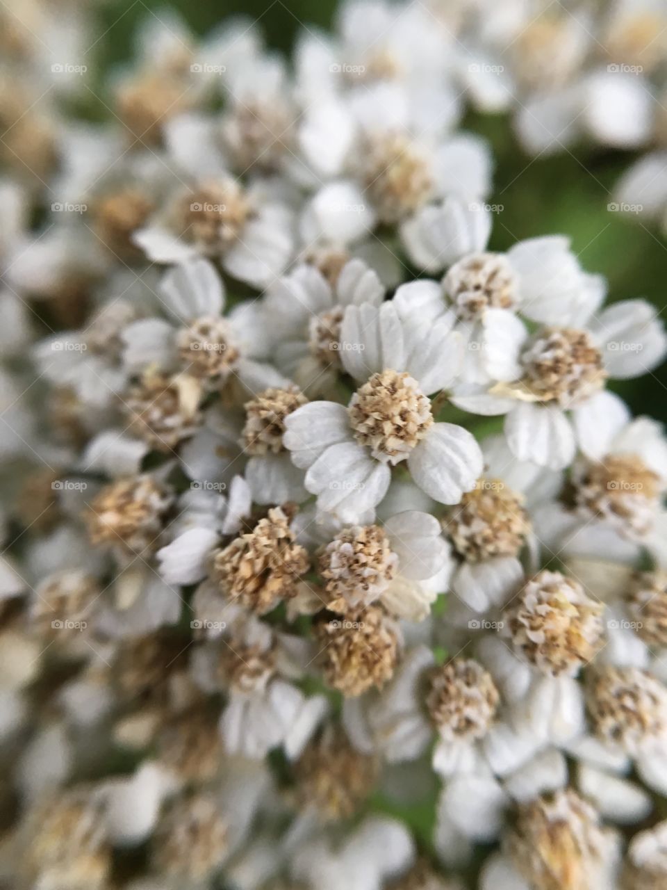 Nature, Season, Flower, Flora, Closeup