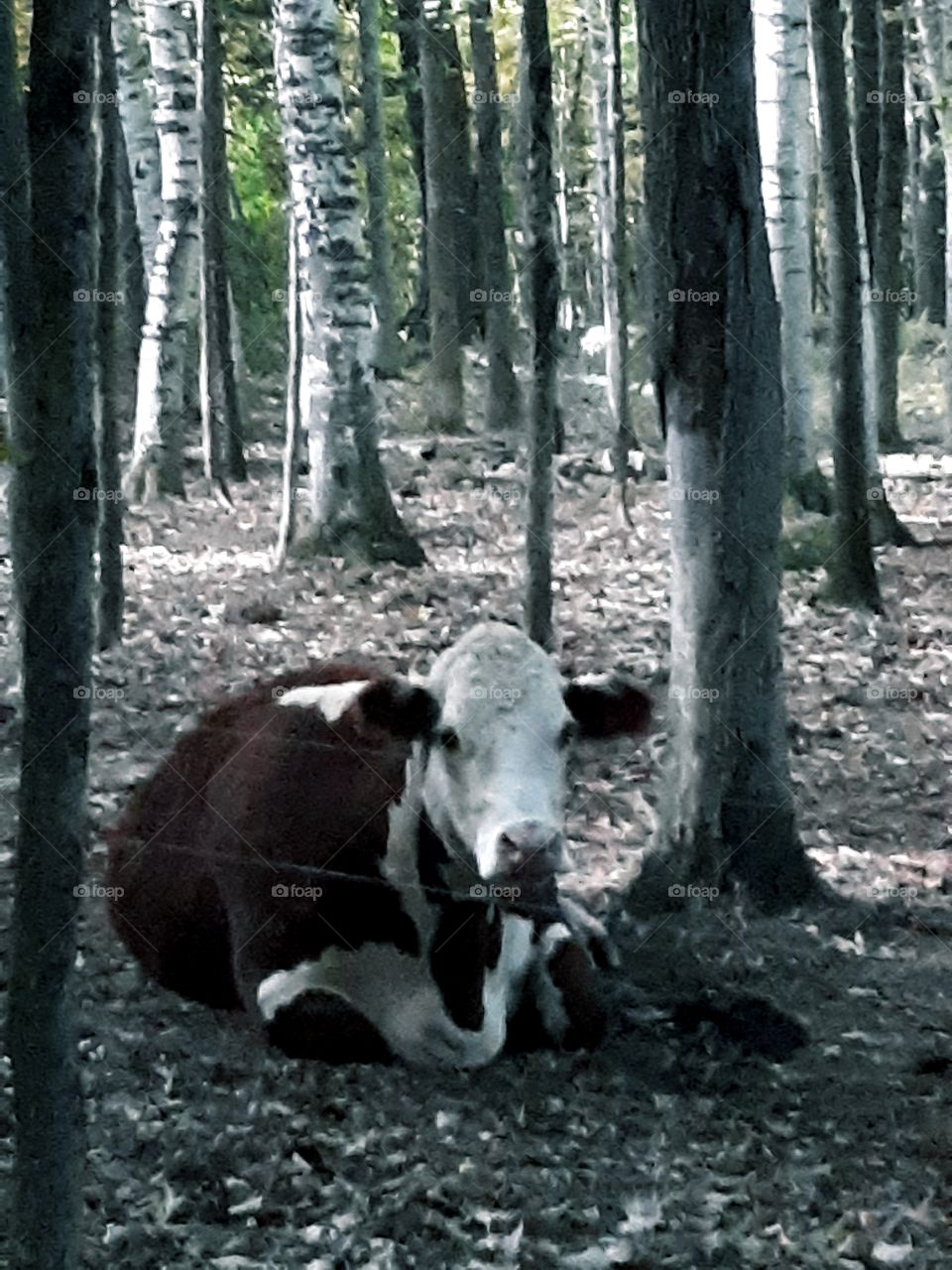 brown cow