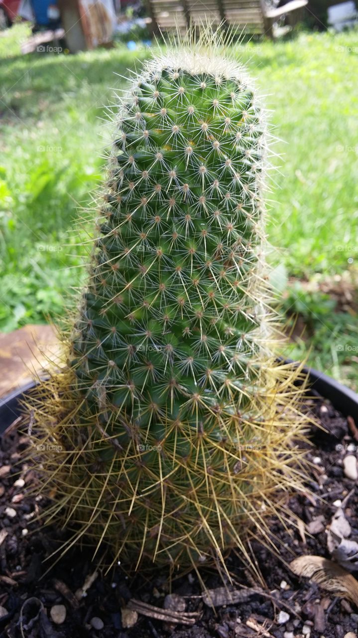 Cactus, Nature, Sharp, Flora, No Person