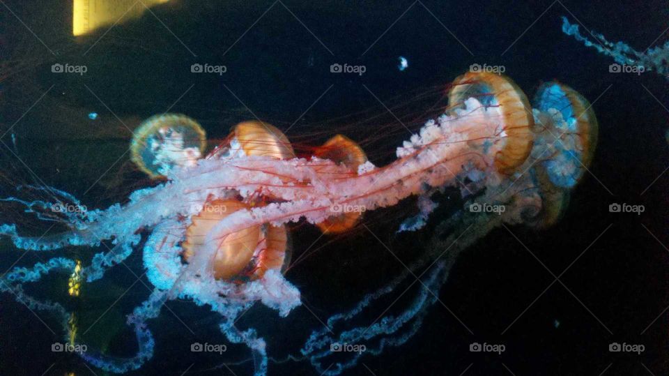 multicolor jellyfish