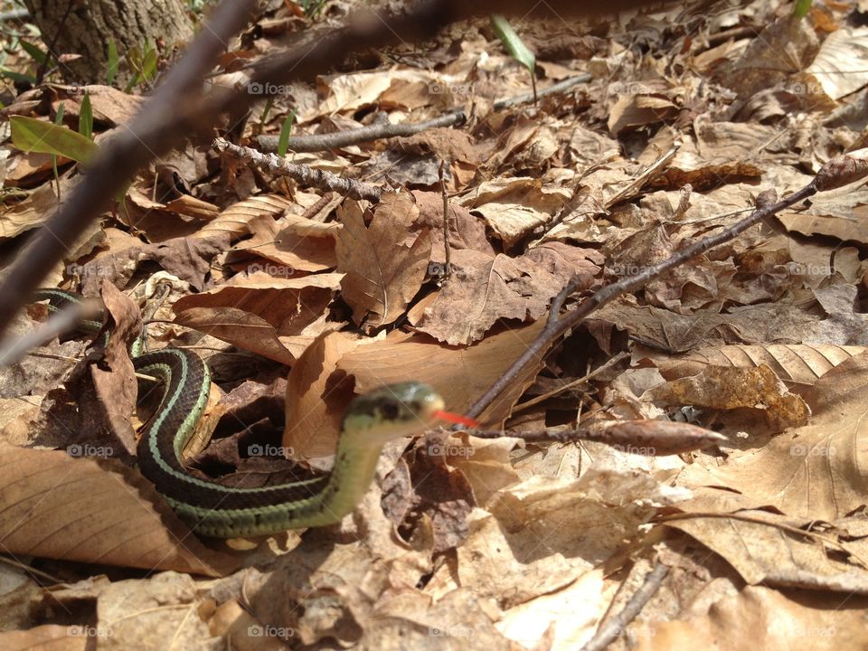 Garter snake. Snake in leaves tasting air with tongue