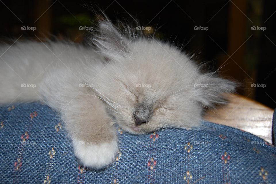 Ragdoll kitten