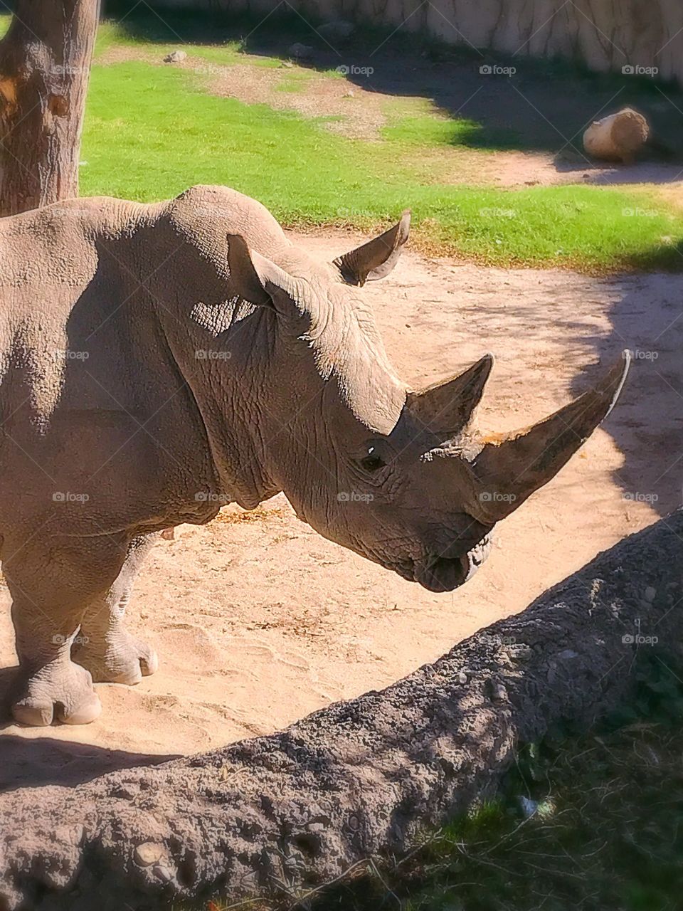 Rhinoceros 
