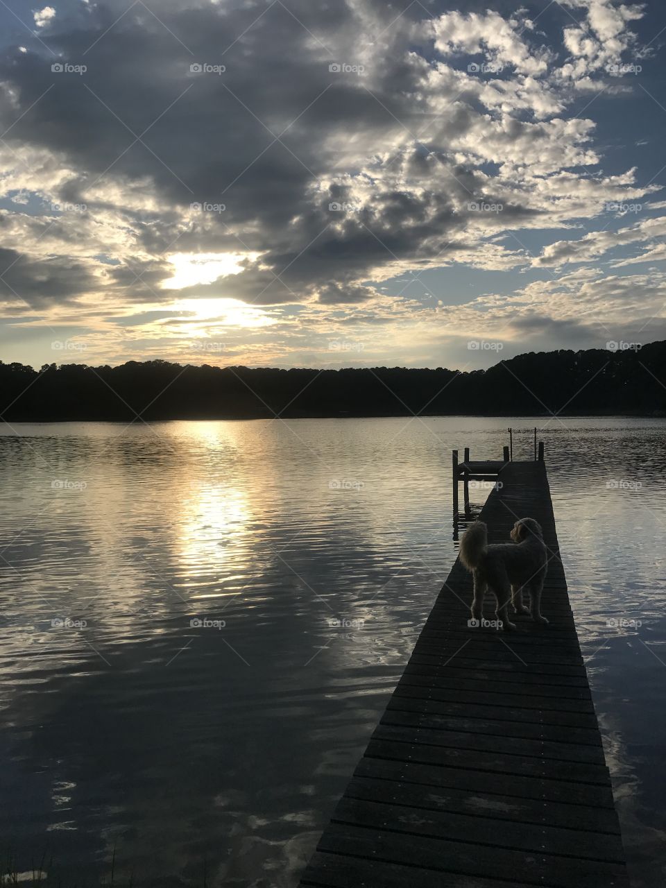 Dog watching the sunset.