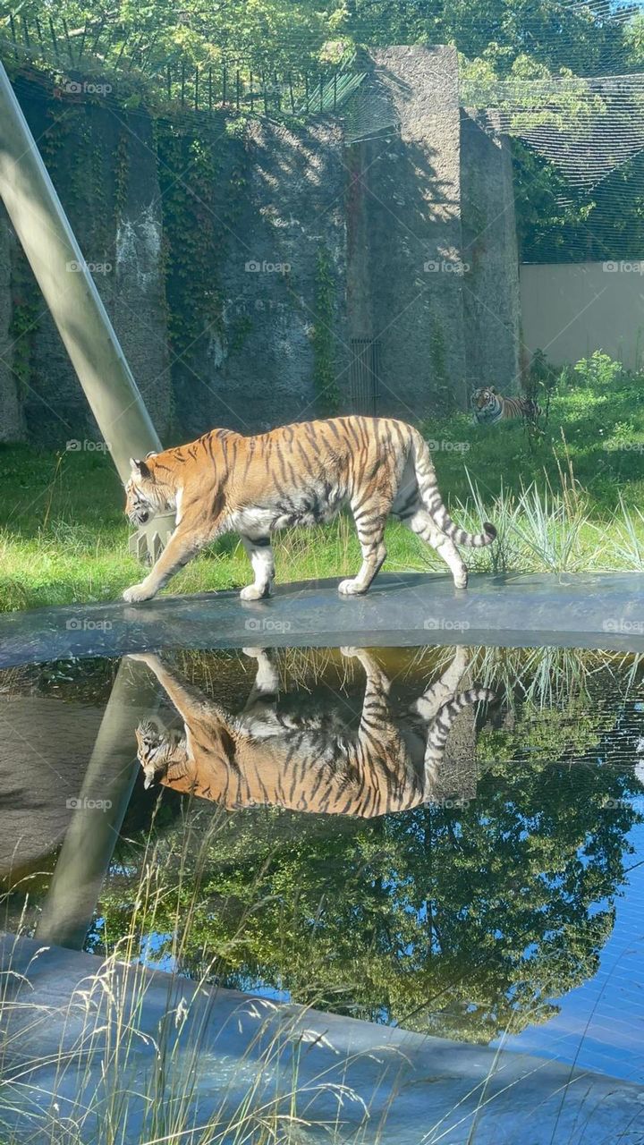the tiger in zoo
