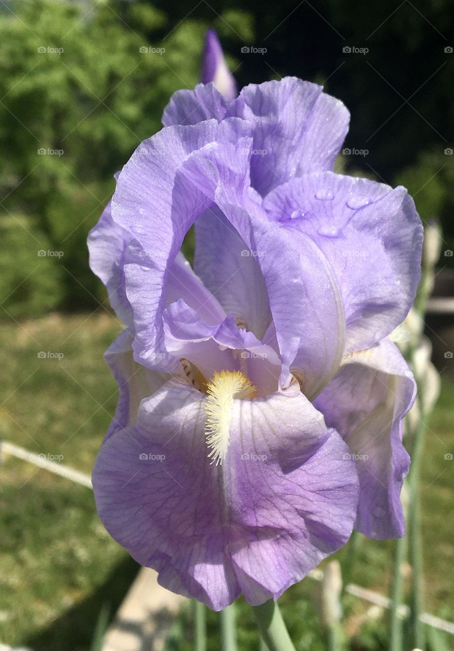 Iris in sun after shower