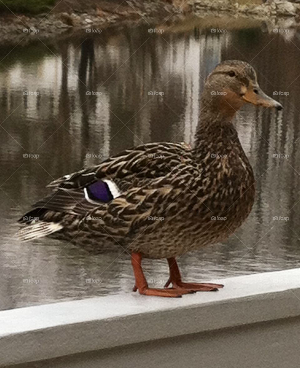 Sitting Duck