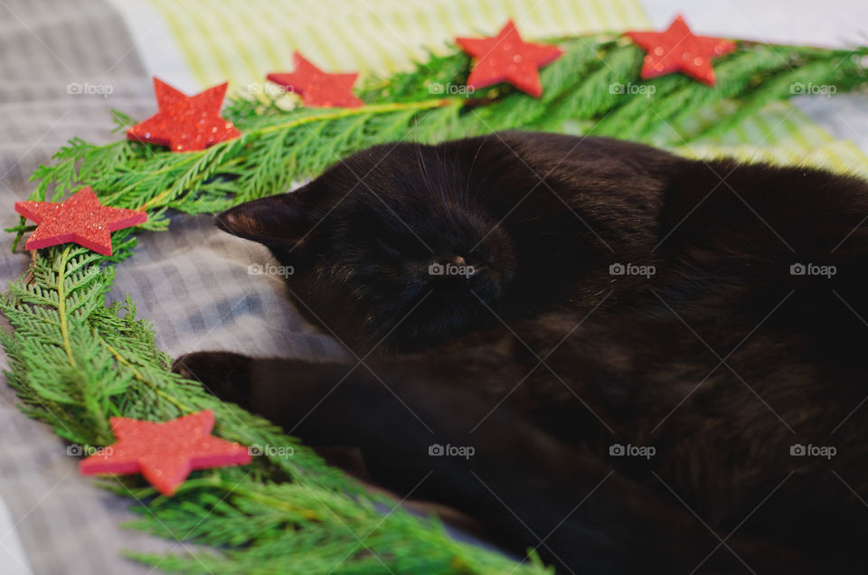 Background of the black cat with green eyes sitting and relaxing near Christmas decorations and pine branches at home. Christmas card. Winter card.