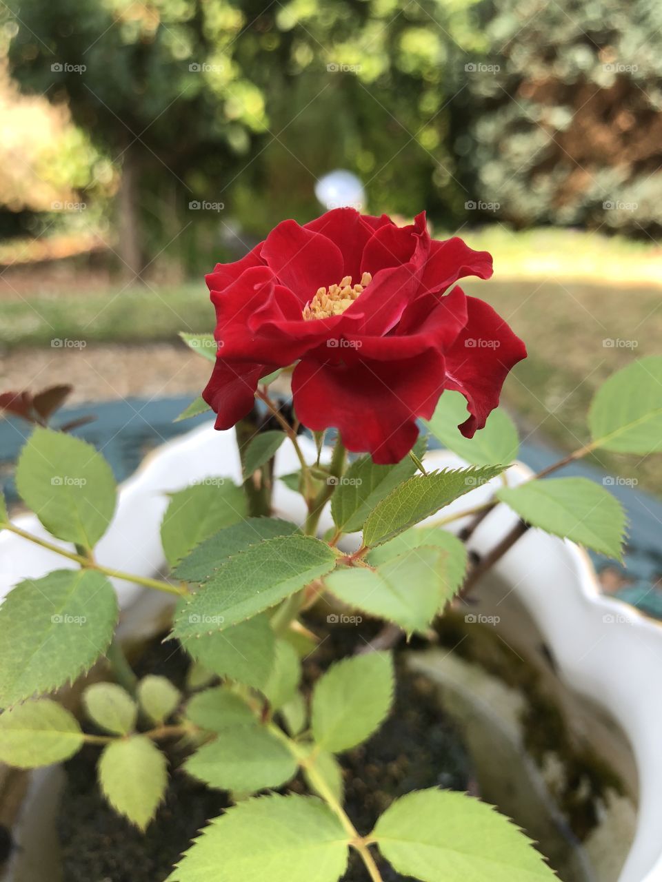 This lovely miniature rose represents the length of my relationship with my partner,we have known each other for 5 years and this rose has just flowered again after 5 years, l hope an indication of our  true love for each other and an exciting moment