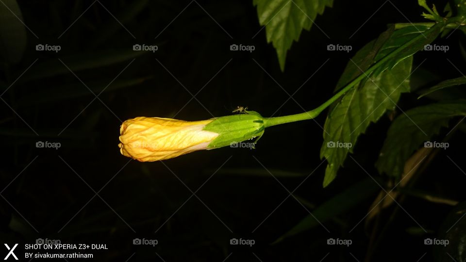 No Person, Leaf, Nature, Outdoors, Growth