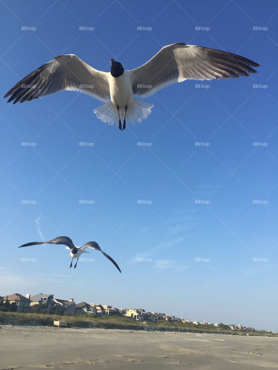 Hungry sea gulls