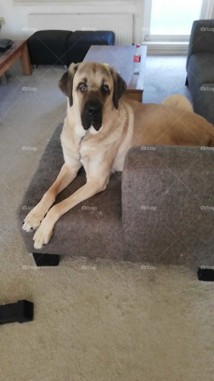 large turkish sheepdog