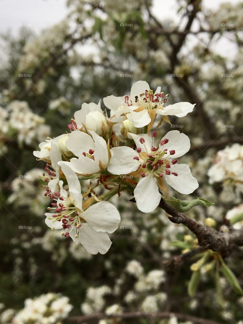 Blooming decorative tree