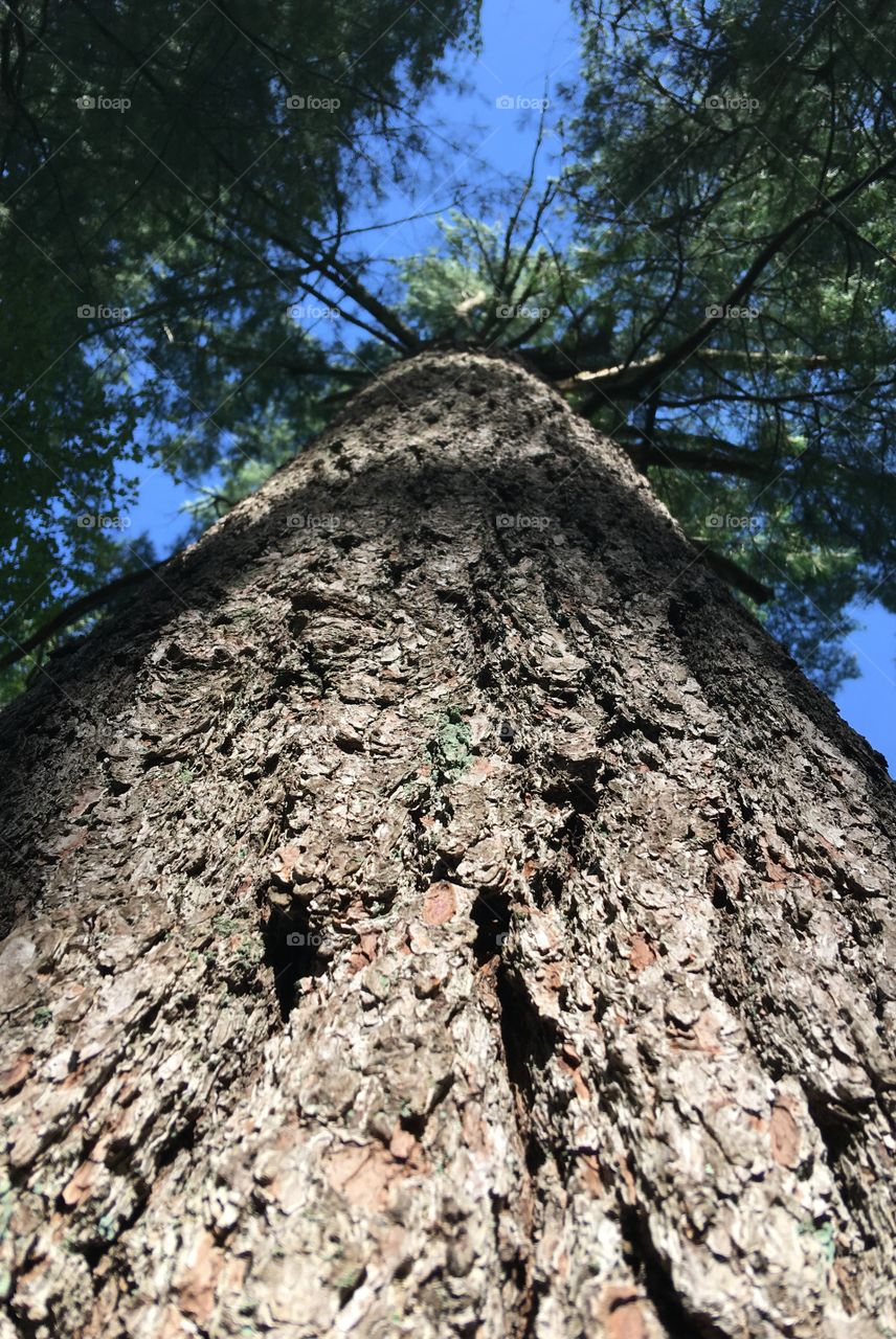 Old pine tree, looking up tree to top & pine needles. Tree bark details, close up.