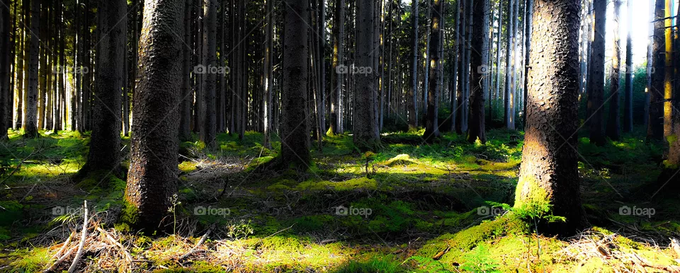 Forest
