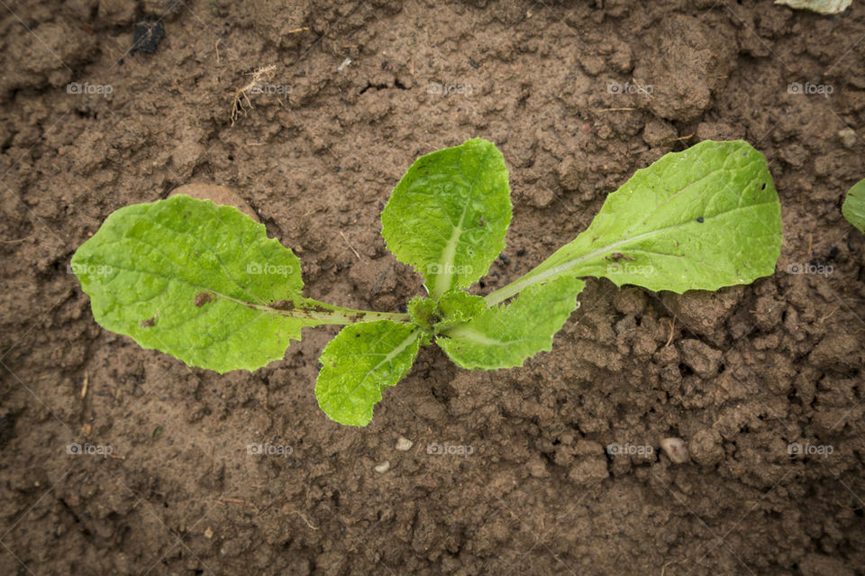 New vegetable plant growing 