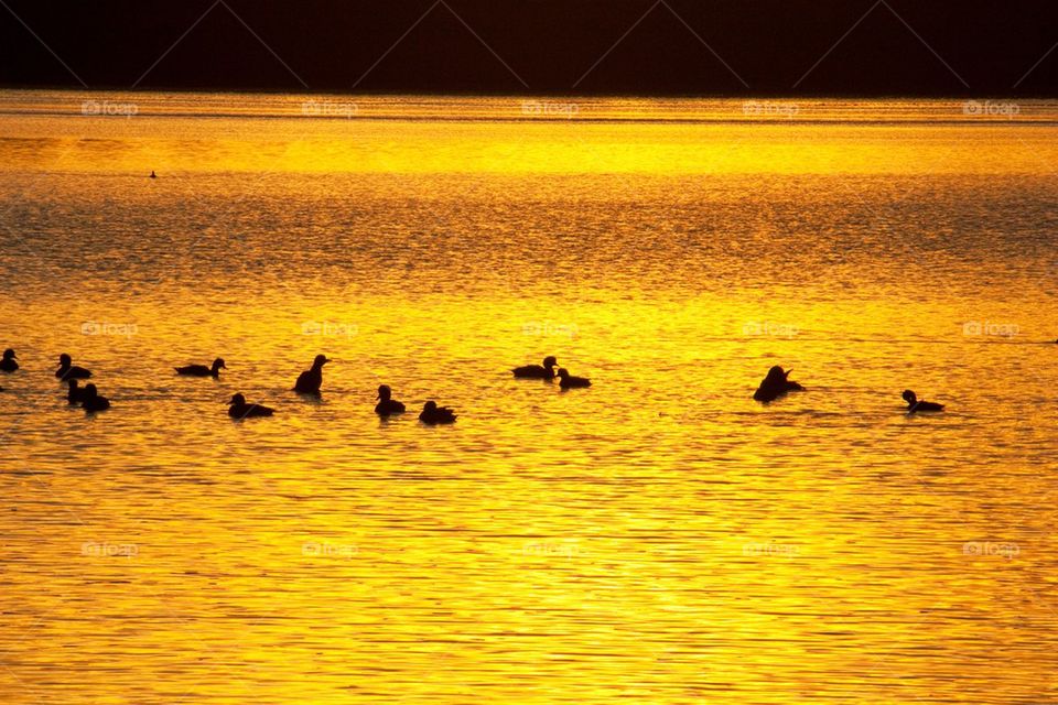 Ducks at sunrise