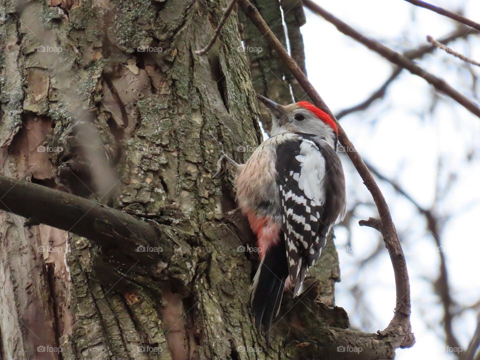 Woodpecker