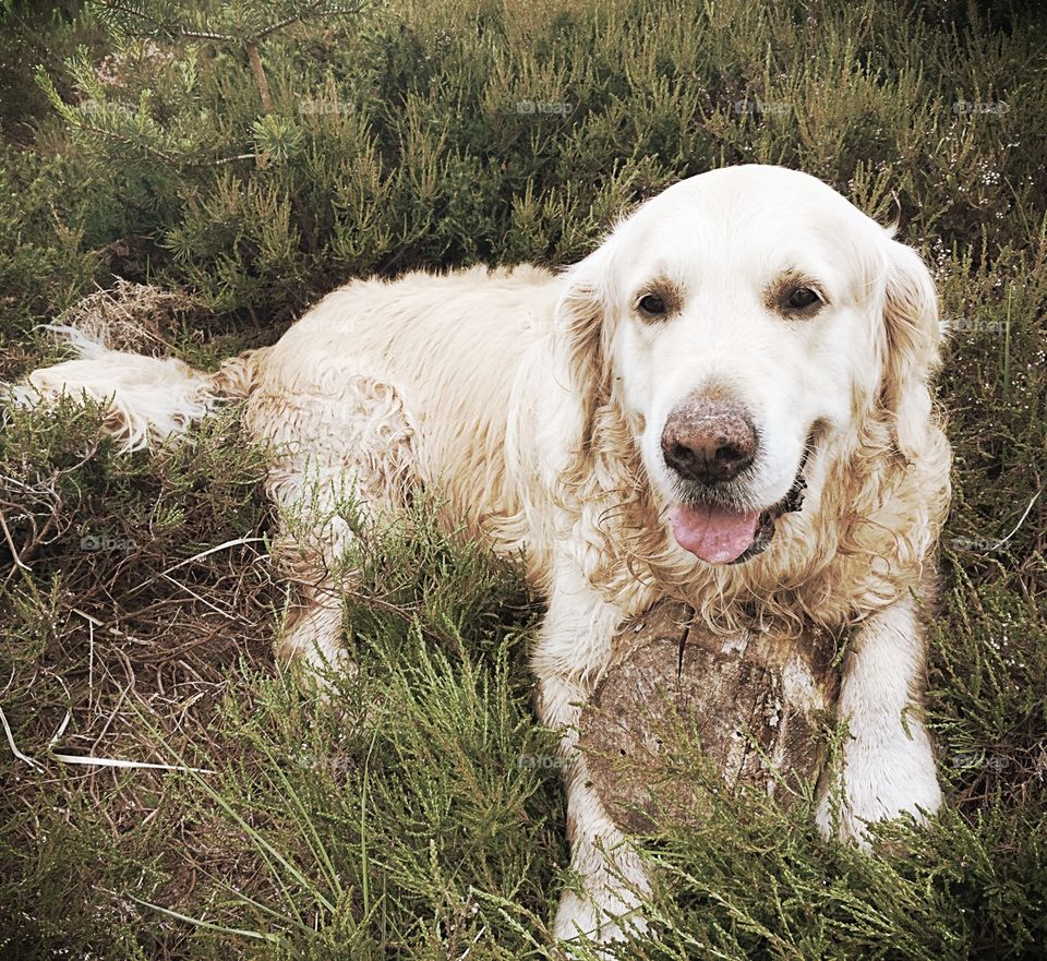 Golden Retriever Resting