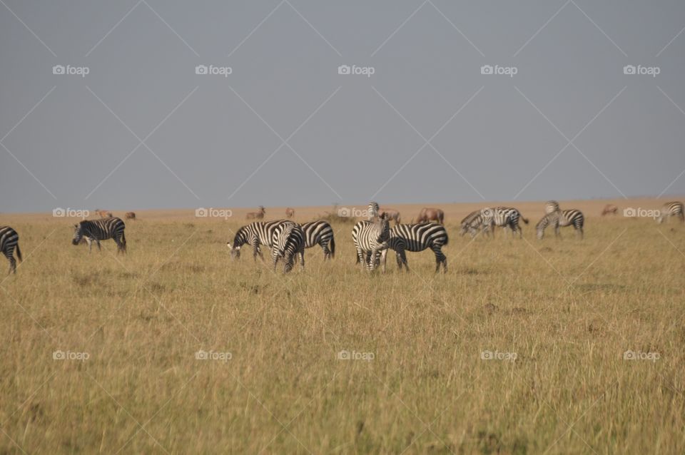 Zebra grazing in mara  . In kenya during the drought the grass turn to golden 