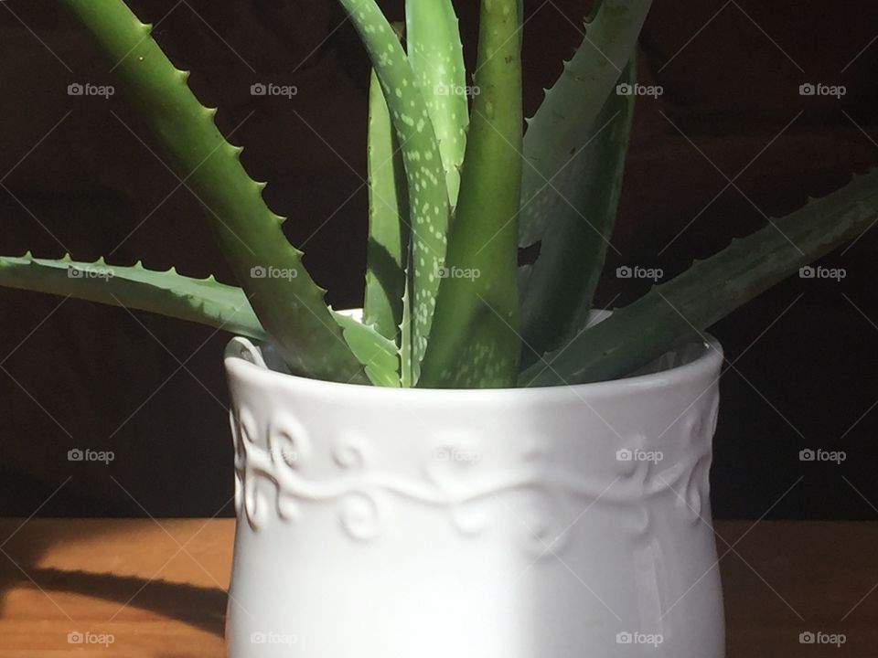 Aloe Plant