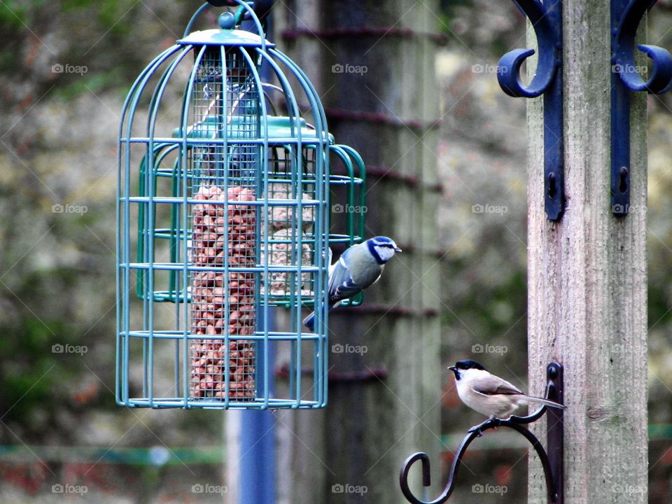 marsh tit and blue tit