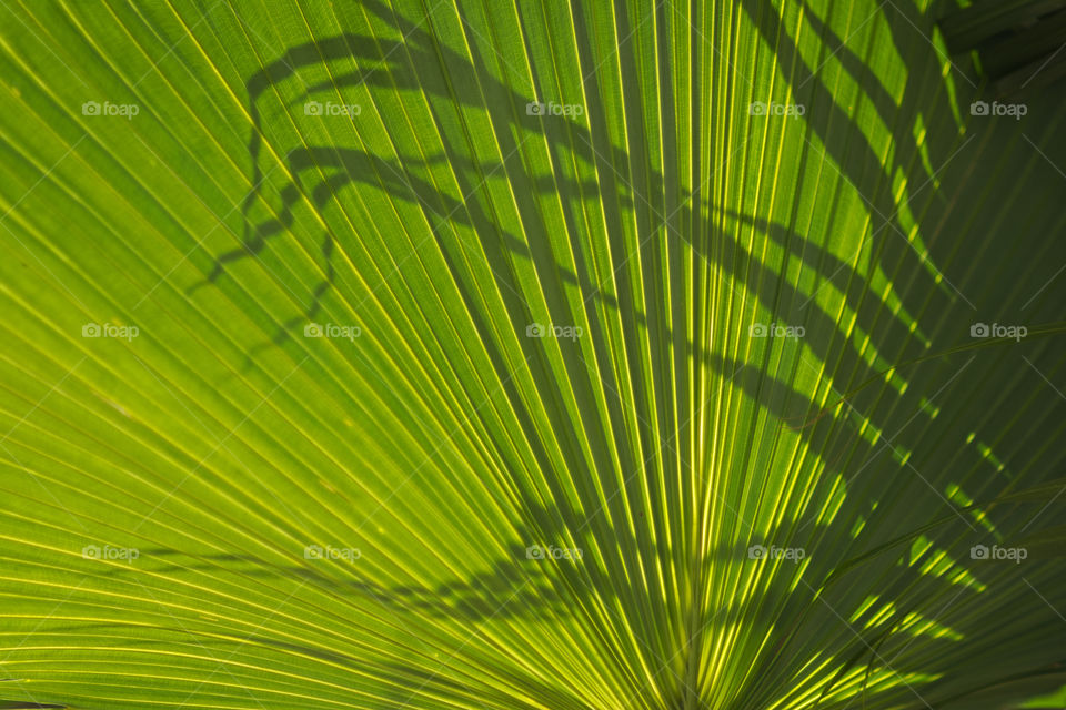 Green Palm Leaf with Shadow