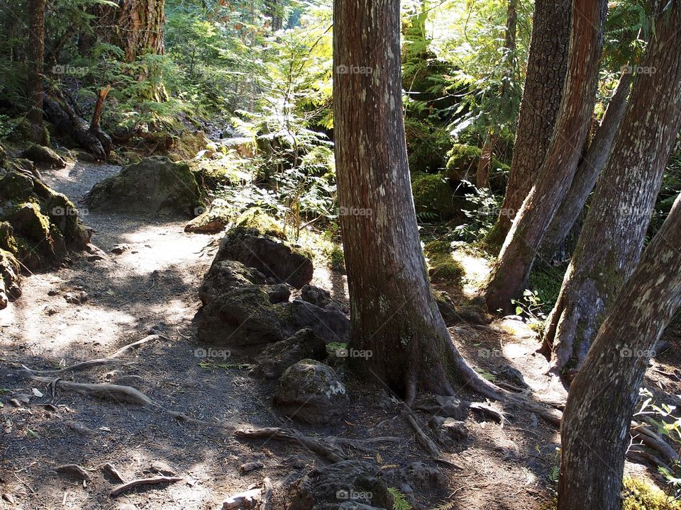 A rough and rooted hiking trail lined by rocks and curved trees on a sunny day in Western Oregon. 