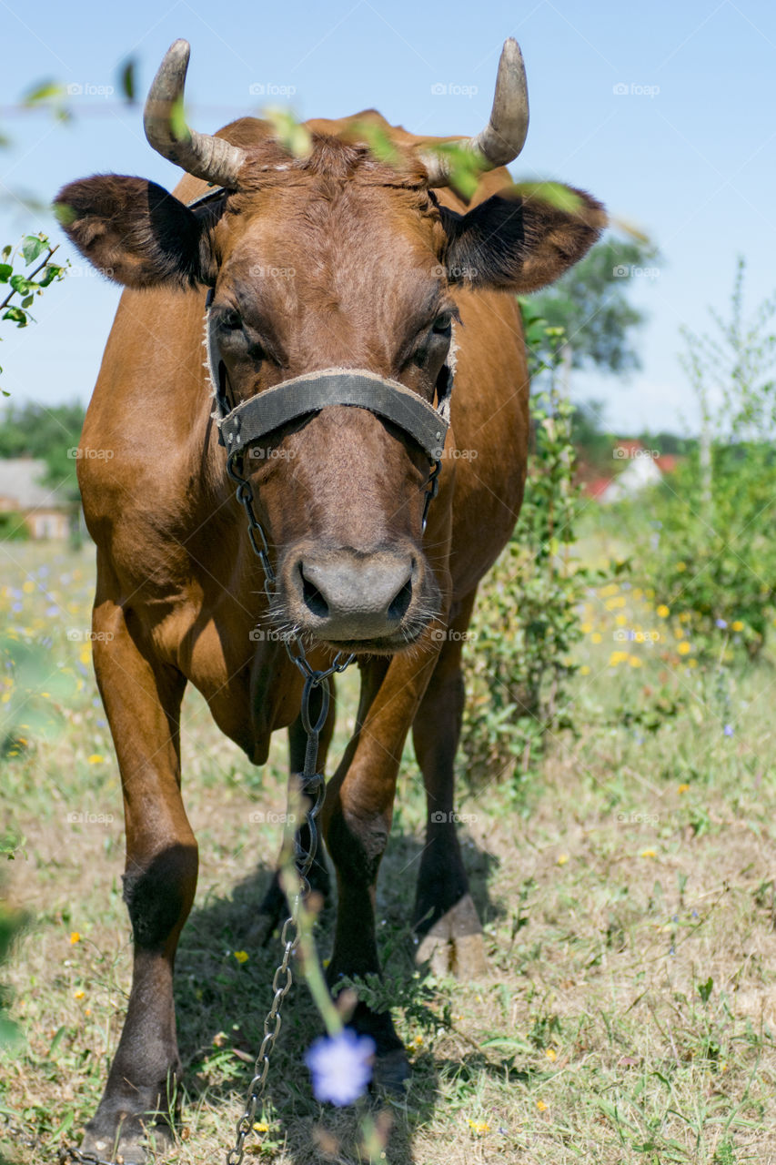 Cow in the pasture close-up. A green twig adorns the head of a cow.