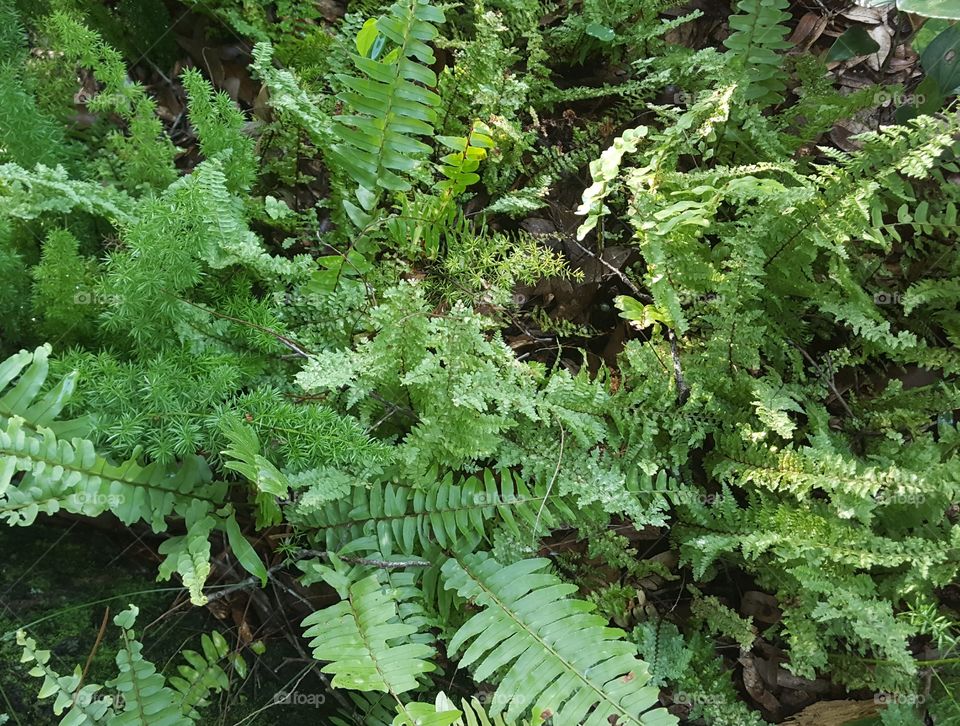 fern mix up