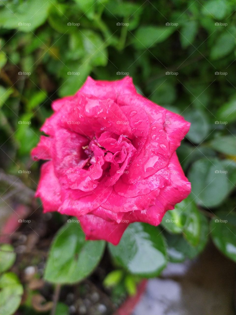 Exquisite colours of the solitary rose swaying in rains