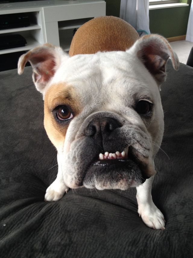 grumpface