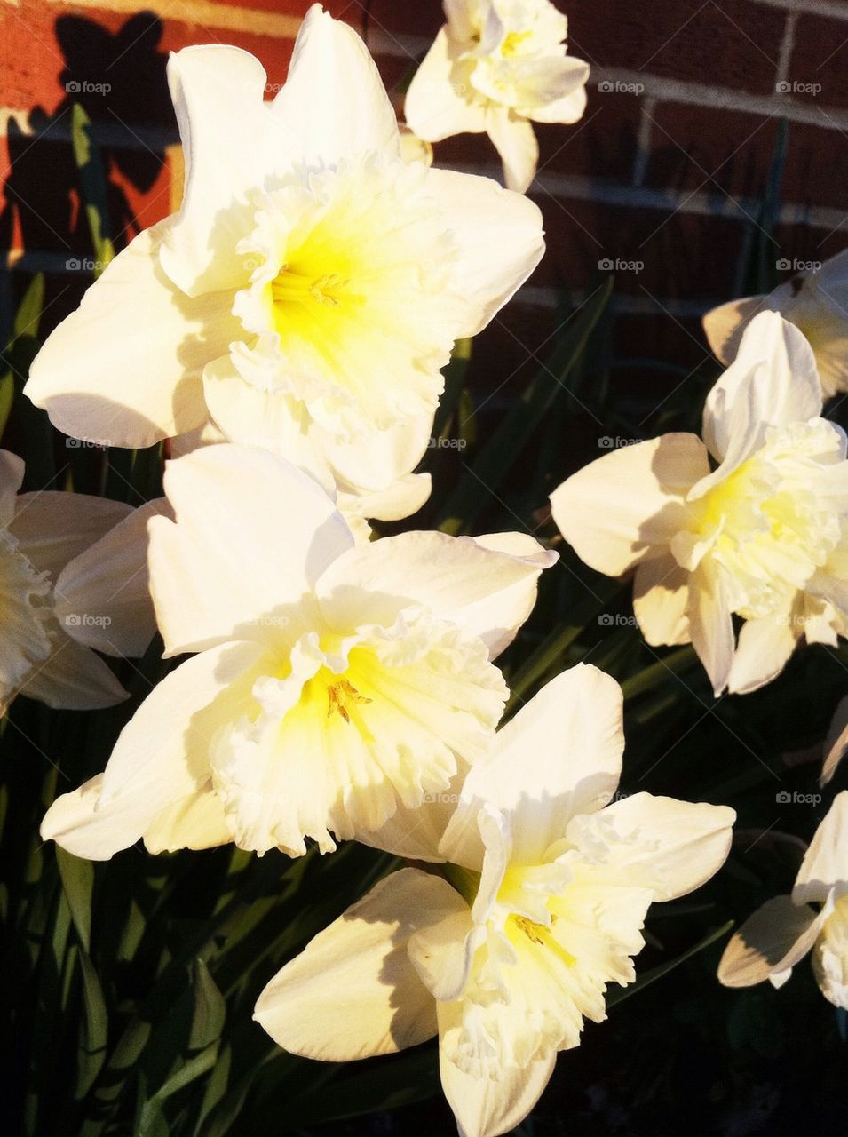 White daffodil flowers